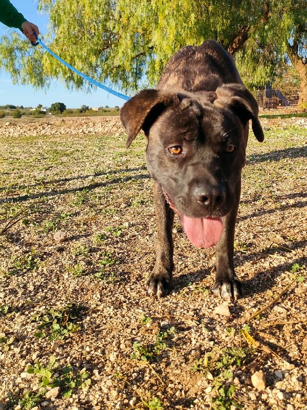 🐾💛“Dolce, giovane e bellissima: Reina aspetta solo te!”🐾💛💕🧑🏻‍🧑🏻‍🧒🏻 Foto 10